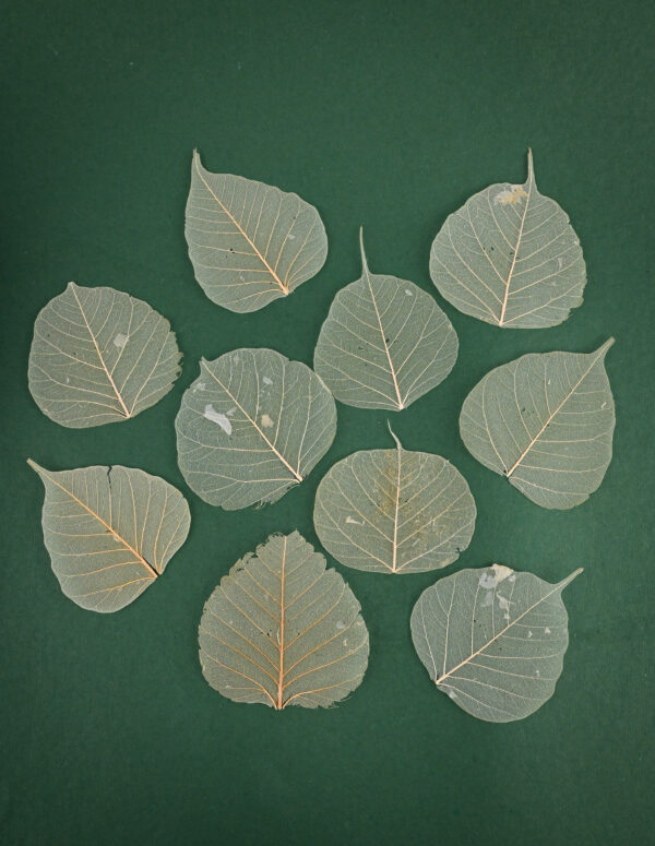 Natural Skeleton Leaves