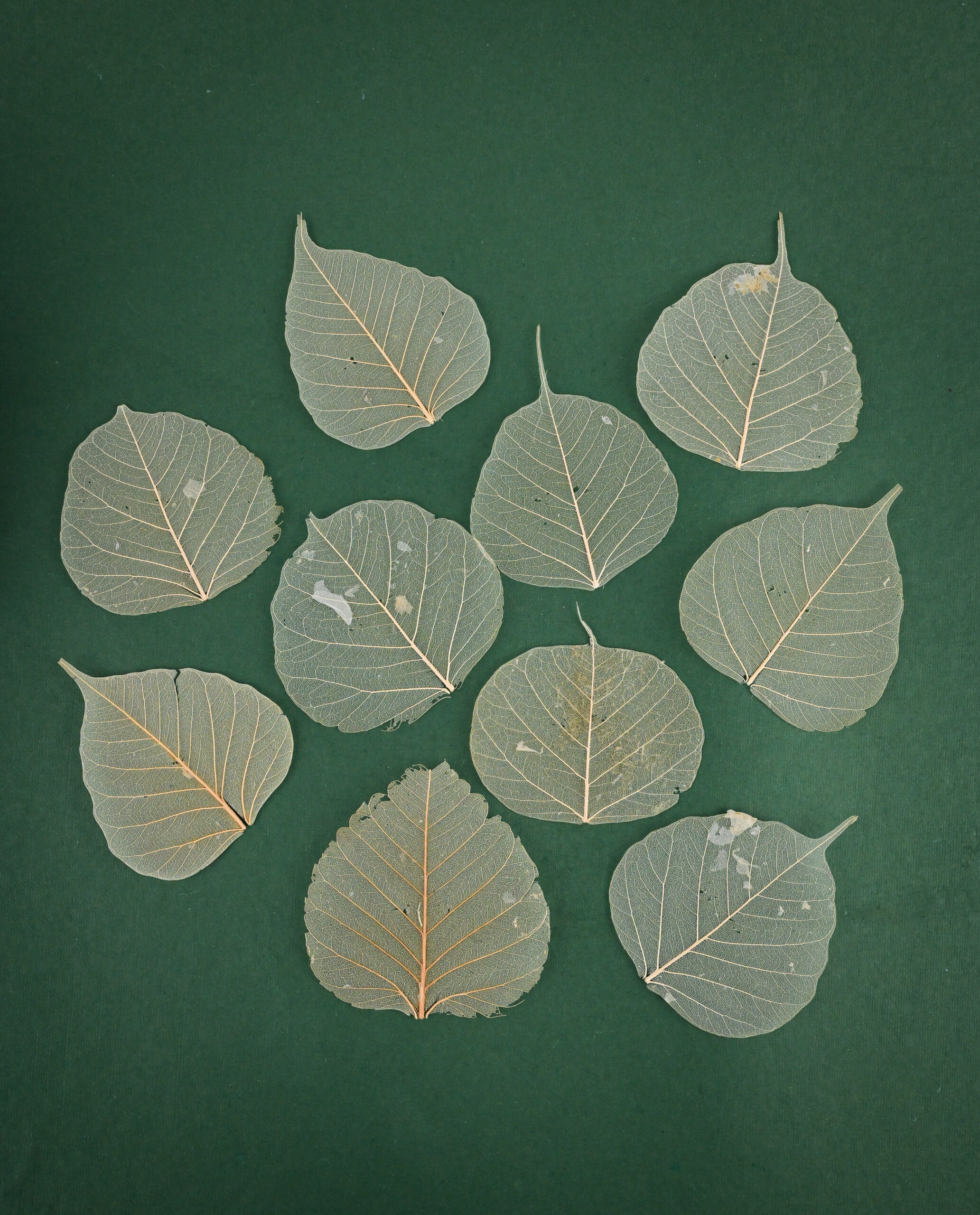 Natural Skeleton Leaves